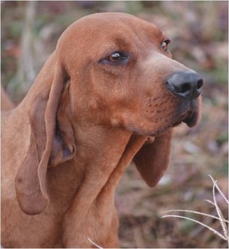 A redbone coonhound.